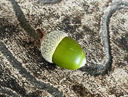 緑のどんぐり どんぐり,緑,秋の写真素材