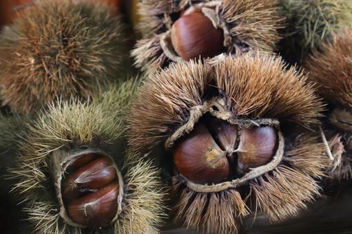 栗　イガ付き 栗,イガ,秋の写真素材