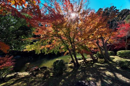 成田山公園の紅葉と龍樹池 千葉県成田市,成田山公園,龍樹池の写真素材