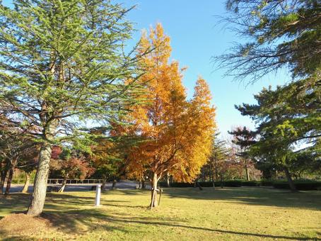秋の公園 霞ヶ浦総合公園,秋,紅葉の写真素材
