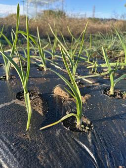 市民農園のにんにくの栽培 大蒜,にんにく,ガーリックの写真素材