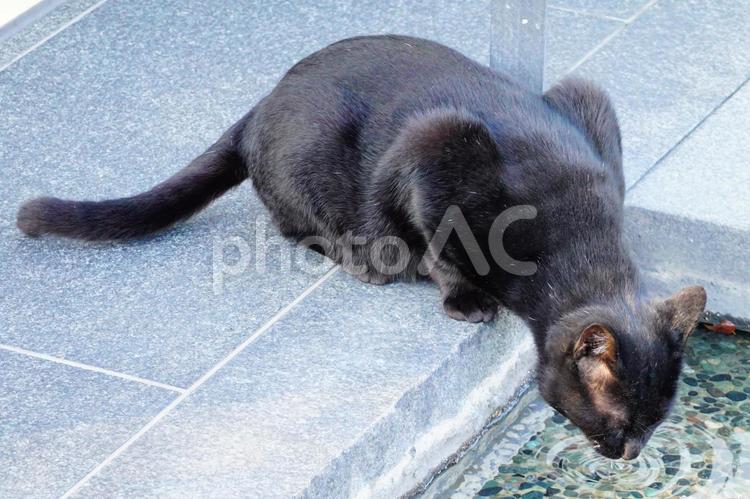 水を飲む黒猫 猫,ねこ,ネコの写真素材