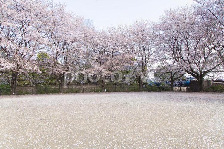 桜　さくら　咲く　公園　背景 桜,さくら,サクラの写真素材