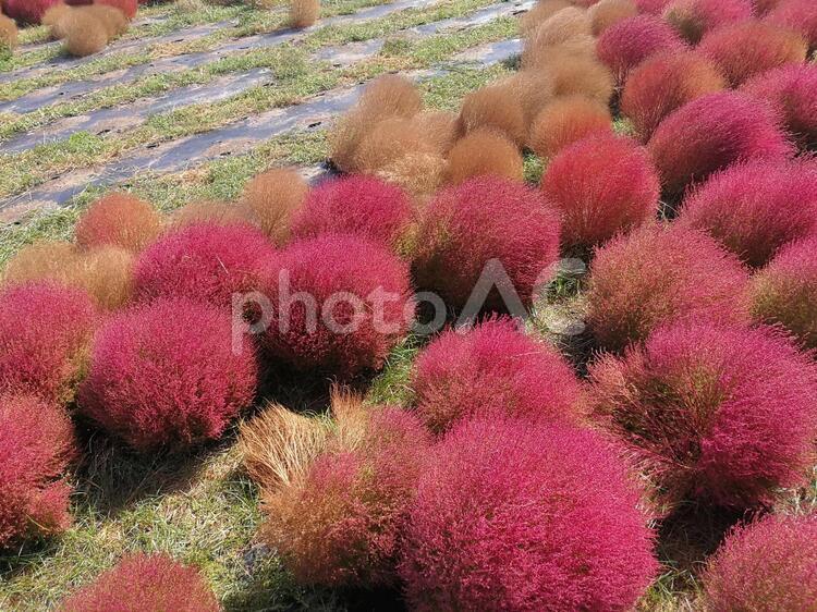 コキアを高いところから撮影してみた コキア,モフモフ,赤の写真素材