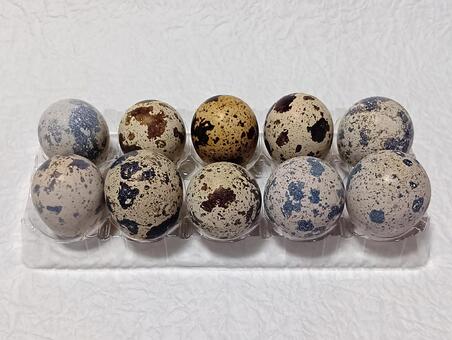 うずら卵 卵,たまご,生卵の写真素材