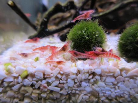 ホロホロシュリンプの群れ ホロホロシュリンプ,ピクシーシュリンプ,スカーレットシュリンプの写真素材