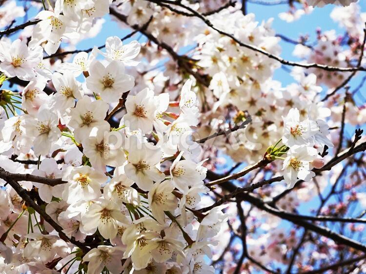 桜咲く２ 桜,櫻,さくらの写真素材