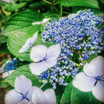 紫陽花 紫陽花の写真