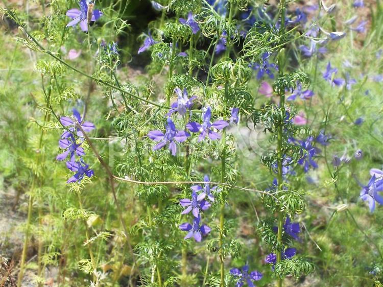 青い花　ヒエンソウ ヒエンソウ,青い花,可憐の写真素材
