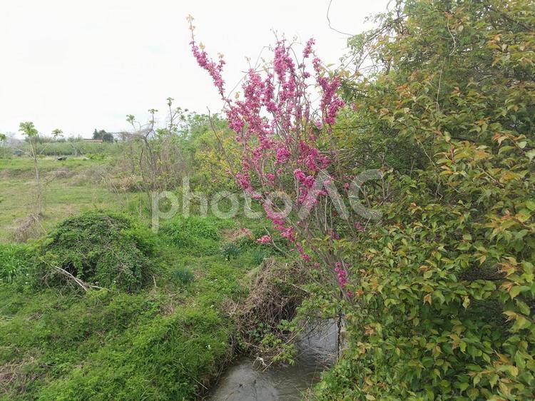河川の近くで咲いた桃の花　福島市 もも,モモ,桃の写真素材