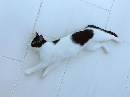 白黒ねこ寝転ぶ ねこ,ペット,寝るの写真素材