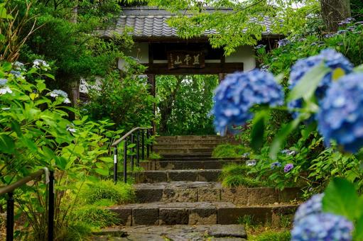 資福寺の参道⑴ 資福寺の参道⑴ 寺,資福寺,アジサイ寺の写真素材