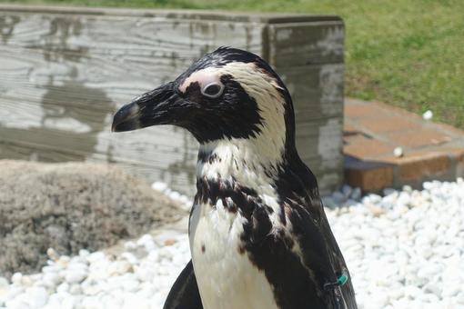 ケープペンギンの写真