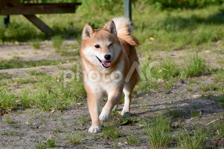 柴犬・ウィンク・走る 柴犬,柴,犬の写真素材