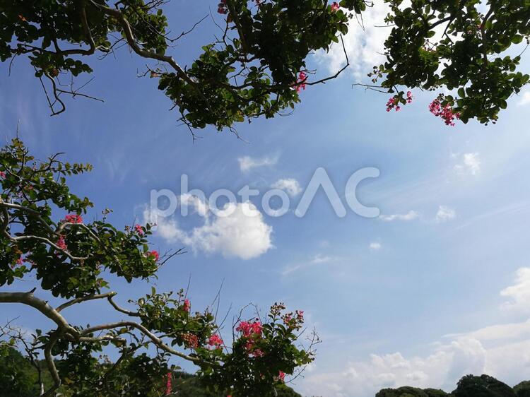 木と花と空02 花,満開,風景植物の写真素材