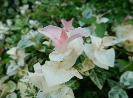 【花の写真】 ハツユキカズラ 【花の写真】 ハツユキカズラの写真