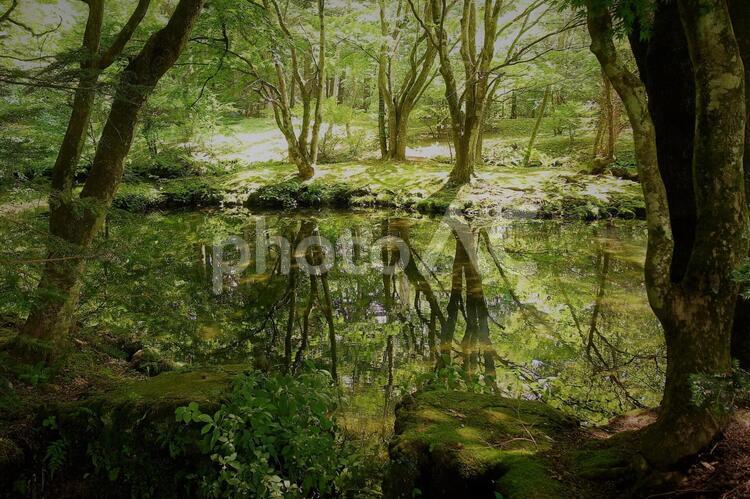自然の中の鏡 光,日本,明るいの写真素材
