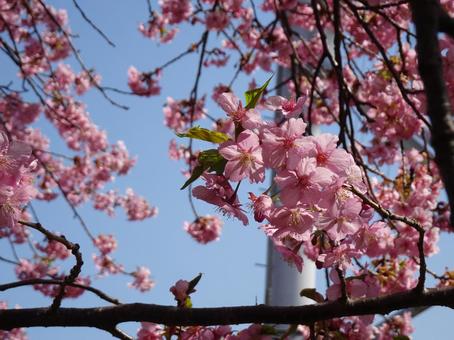 小さな公園の桜-38 小さな公園の桜-38 公園,小さい,桜の写真素材