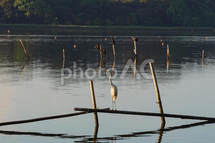 杭の上で辺りを見回すダイサギ ダイサギ,鷺,野鳥の写真素材