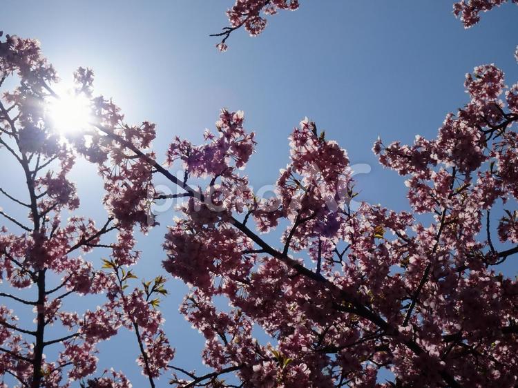 眩しさの中の桜-5 太陽,輝き,ひかりの写真素材