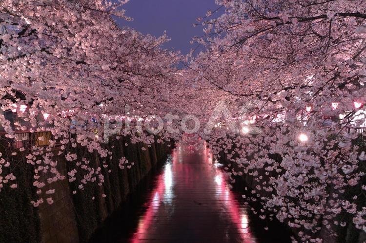 目黒川の夜桜のライトアップ 目黒川,桜,夜桜の写真素材