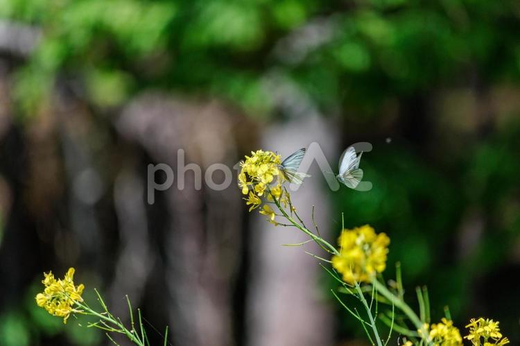 菜の花の蜜を吸うモンシロチョウ 昆虫,黄色,花の写真素材