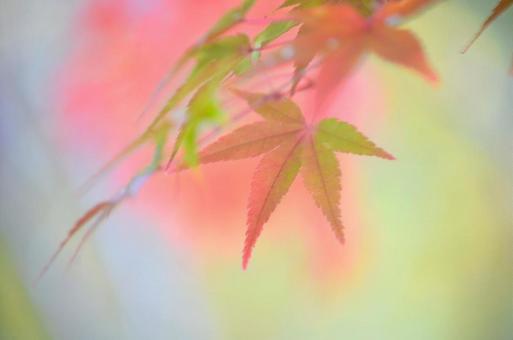 紅葉 紅葉の写真