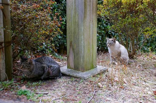 猫 猫 猫,生き物,動物の写真素材