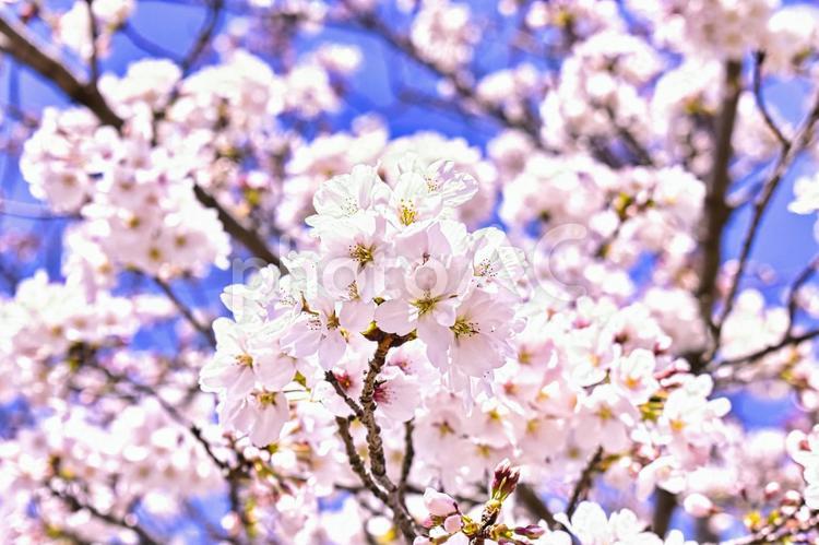 桜の花　アップ写真 桜,花,植物の写真素材