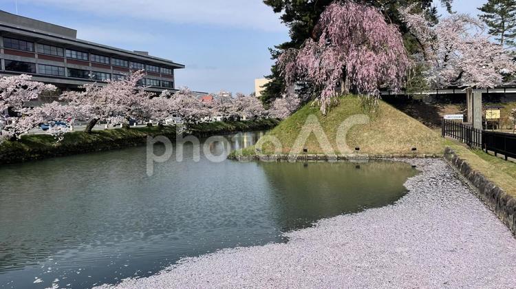 弘前公園　外濠花筏 桜,並木,花びらの写真素材
