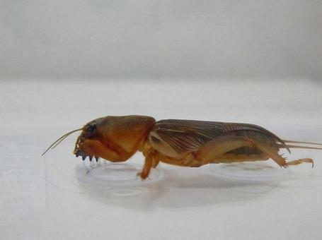 【昆虫写真】ケラ(螻蛄) 【昆虫写真】ケラ(螻蛄)の写真
