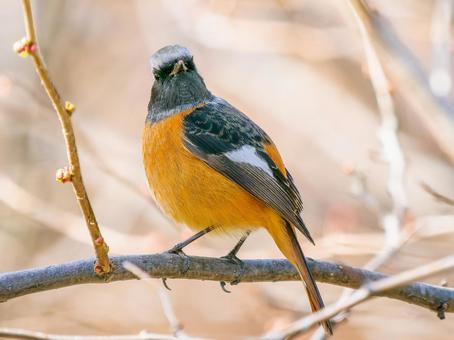 A male Daurian redstart perched on a branch, JPG A male Daurian redstart perched on a branch, JPG