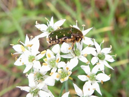 【花の写真】ニラの花 ニラ,韮,花の写真素材