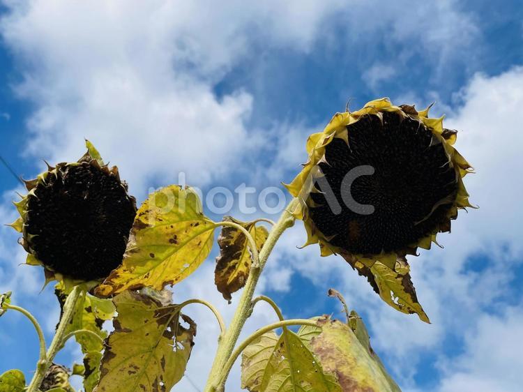 枯れたひまわり ヒマワリ,夏,花の写真素材