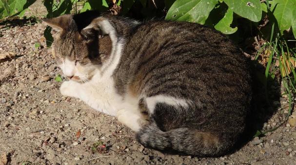 日向ぼっことお昼寝が日課のもふもふな猫様 猫,キジシロ,眠り猫の写真素材