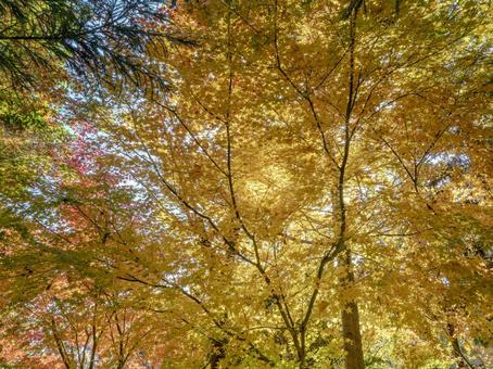 彩り満ちる秋の森 彩り満ちる秋の森 紅葉,黄葉,秋の写真素材