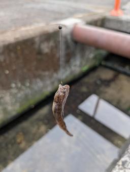 スミウキゴリ スミウキゴリの写真