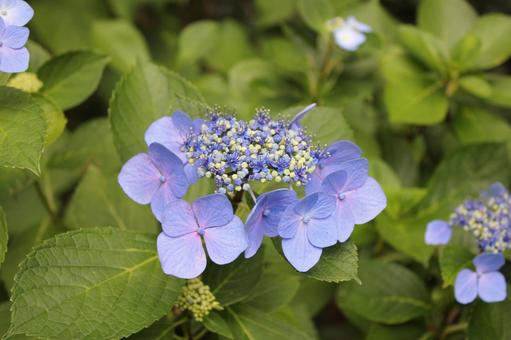 Hydrangea 113, JPG Hydrangea 113, JPG