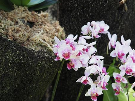 コチョウラン コチョウラン,胡蝶蘭,花の写真素材