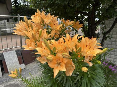 東京、街中の百合の花 東京、街中の百合の花の写真