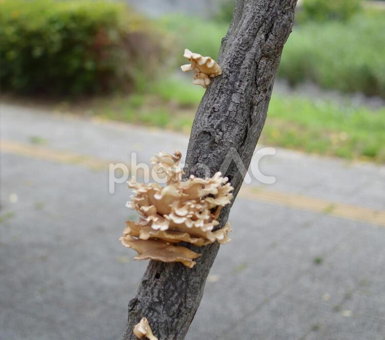 木の幹に生えた平茸　きのこ きのこ,菌類,平茸の写真素材