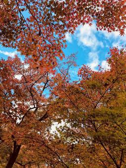 紅葉と青空 紅葉と青空の写真