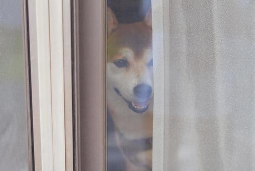 カーテン越しに窓の外を覗き込む柴犬 カーテン越しに窓の外を覗き込む柴犬 柴犬,しばいぬ,日本犬の写真素材