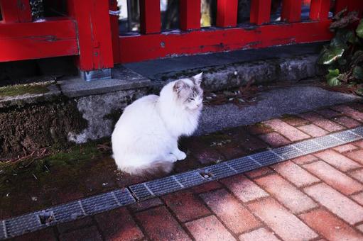 神社に住み着くネコ 神社に住み着くネコの写真