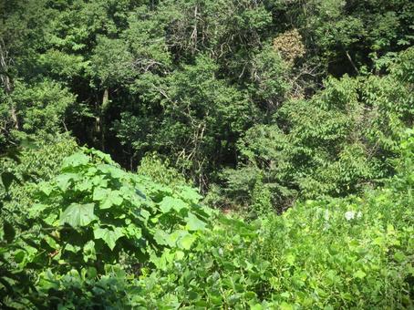 草が生い茂った風景 草が生い茂った風景の写真