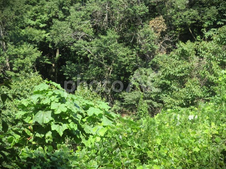 草が生い茂った風景 草,緑,植物の写真素材
