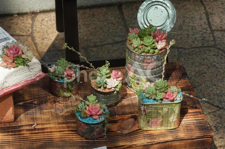多肉植物 多肉植物,寄植,ハルオチアの写真素材