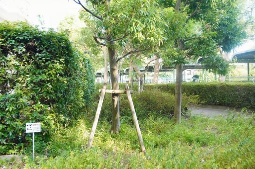 植え込みの写真