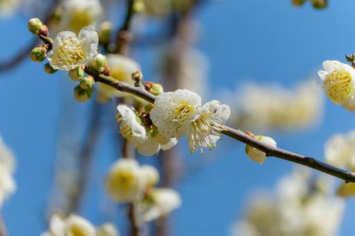 青空に映える白梅の花 青空に映える白梅の花の写真