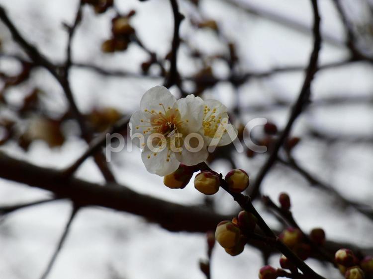 白梅　稲城城山公園　花木苑 梅,春,白梅の写真素材